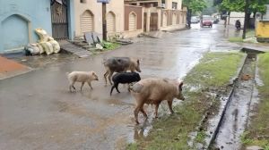 सूअरों से मुक्त हुआ तेलीबांधा क्षेत्र : CG 24 न्यूज़ की मुहिम का असर