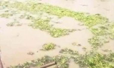 जलकुंभी ने राजधानी की जलापूर्ति रोकी