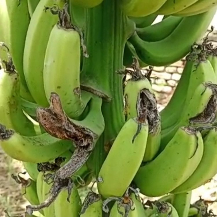 किसानों को केला फसल पर नहीं मिल रहा बीमा लाभ:प्राकृतिक आपदा से हर साल केले की फसल पर दो से तीन बार मंडराता है संकट