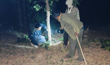 बांधवगढ़ टाइगर रिजर्व जानवरों की गिनती:1278 कैमरे लगाए गए, 800 से अधिक कर्मचारी काम में लगे