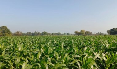 हरदा जिले में घटा गेंहू का रकबा:इस साल मक्का और चने की फसल की ओर बढ़ा किसानों का रुझान