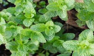 गर्मी के मौसम में पुदीने की पत्तियों का सबसे ज्यादा सेवन किया जाता है.