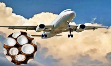 Foods Banned in Flight: हवाई यात्रा में नारियल क्यों है बैन? वजह जानकर आप भी चौंक जाएंगे