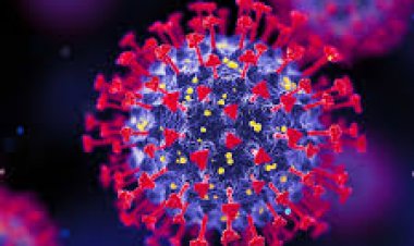 कोविड के मामले, वायरल इंफेक्शन से बचने के लिए करें इन चीजों का सेवन