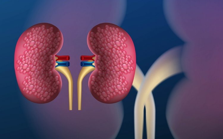 रात के समय दिखने लगते हैं Kidney Damage के ये लक्षण, समय रहते सतर्क न हुए तो बढ़ सकता है खतरा