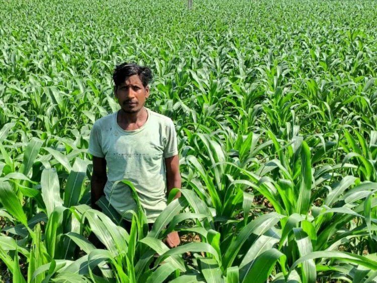 जशपुर-गर्मी के मौसम में धान की खेती करने वाले किसान मालती ने मक्का फसल की खेती से कमाएं दुगुना मुनाफा