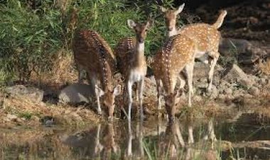 मृत अवस्था में मिला चीतल : शिकारी की जानकारी देने वाले को मिलेगा 10 हजार का का इनाम