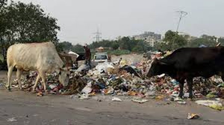 निगम जोन 4 के वार्ड 64 में गंदगी फैलाने पर पशुपालक पर 1000 रू. ई जुर्माना