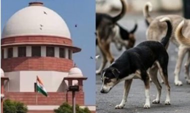 “कुत्ते रहेंगे सड़क पर या शेल्टर में? आज सुप्रीम कोर्ट करेगा साफ़”