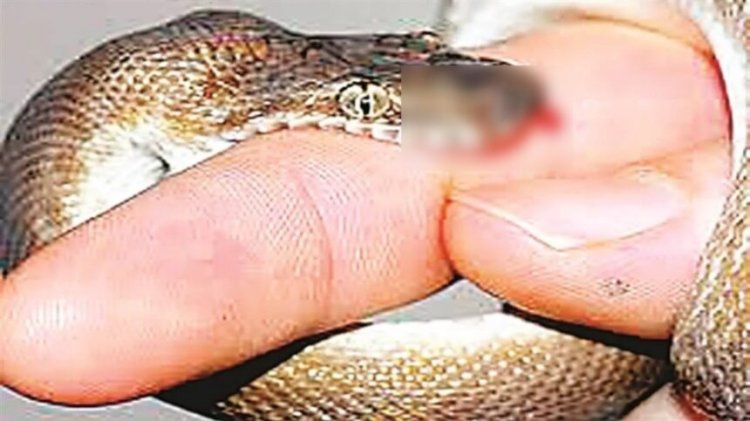 CG NEWS : सांप के काटने से भाई बहन की मौत, गांव में पसरा मातम