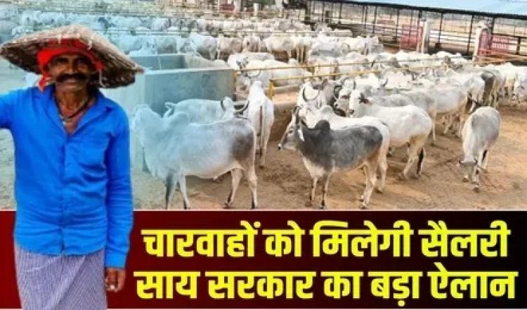 छत्तीसगढ़ में जल्द होगी गौसेवकों और चरवाहों की भर्ती, जानिए कितनी मिलेगी सैलरी?