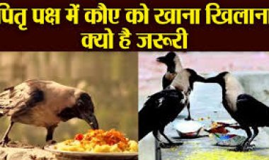 पितृ पक्ष में क्यों कराया जाता है कौवे को भोजन?