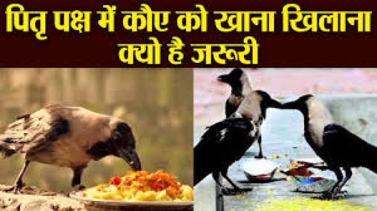 पितृ पक्ष में क्यों कराया जाता है कौवे को भोजन?