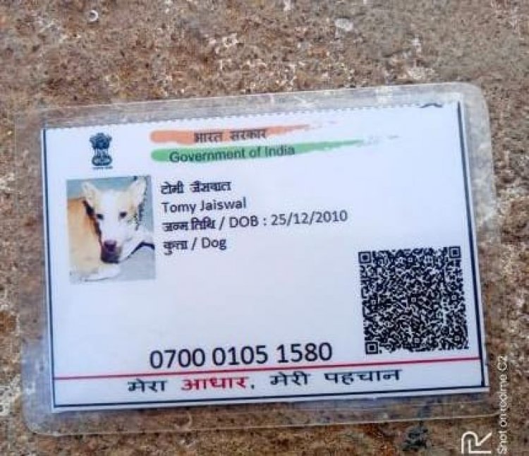 Dog Aadhar Card: अजब-गजब कारनामे…. बना कुत्ते का आधार कार्ड, नाम टॉमी जैसवाल
