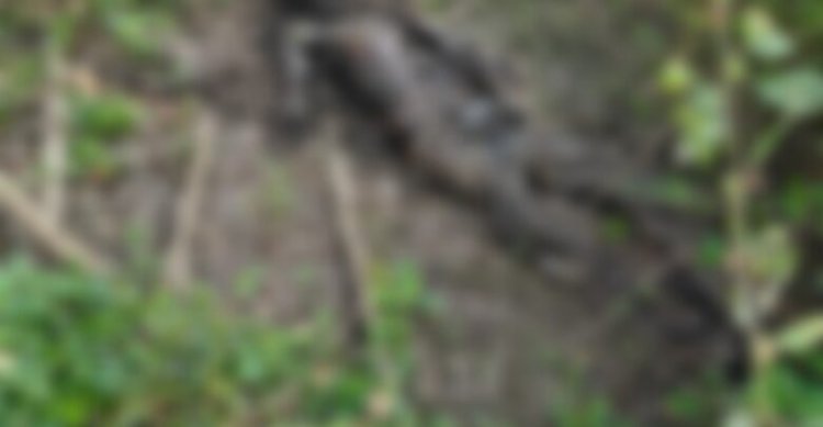 यहां झाड़ियों में मिला नर कंकाल, इलाके में फैली सनसनी, जांच में जुटी पुलिस