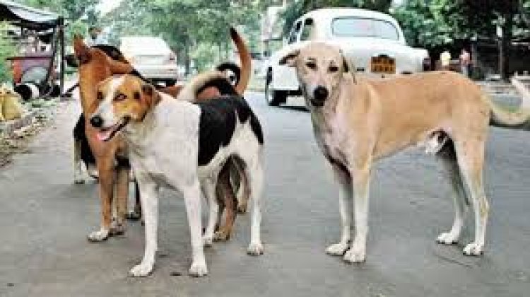 Breaking : आवारा कुत्ते अब शिक्षकों के हवाले, DPI ने जारी किया आदेश, पढ़िए