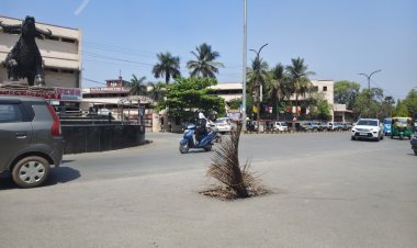 स्मार्ट सिटी रायपुर की हकीकत : मुख्य मार्ग के गड्ढे में झाड़ी, बदहाल व्यवस्था