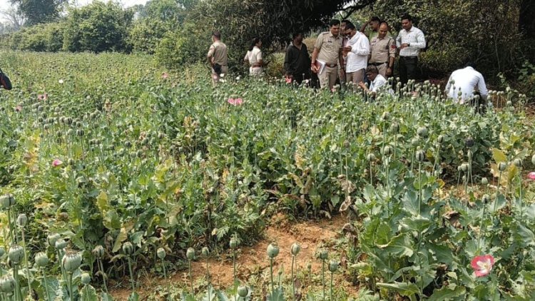 Breaking : छत्तीसगढ़ में दुर्ग, बलरामपुर के बाद अब यहां अफीम की खेती का भंडाफोड़, तरबूज-ककड़ी की आड़ में चल रहा था नशे का खेल
