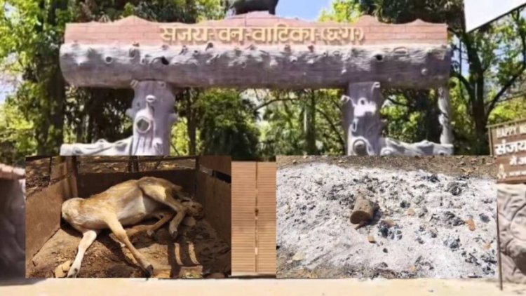 CG : संजय पार्क में कुत्तों का हमला: 15 हिरणों की दर्दनाक मौत, लापरवाही पर उठे सवाल