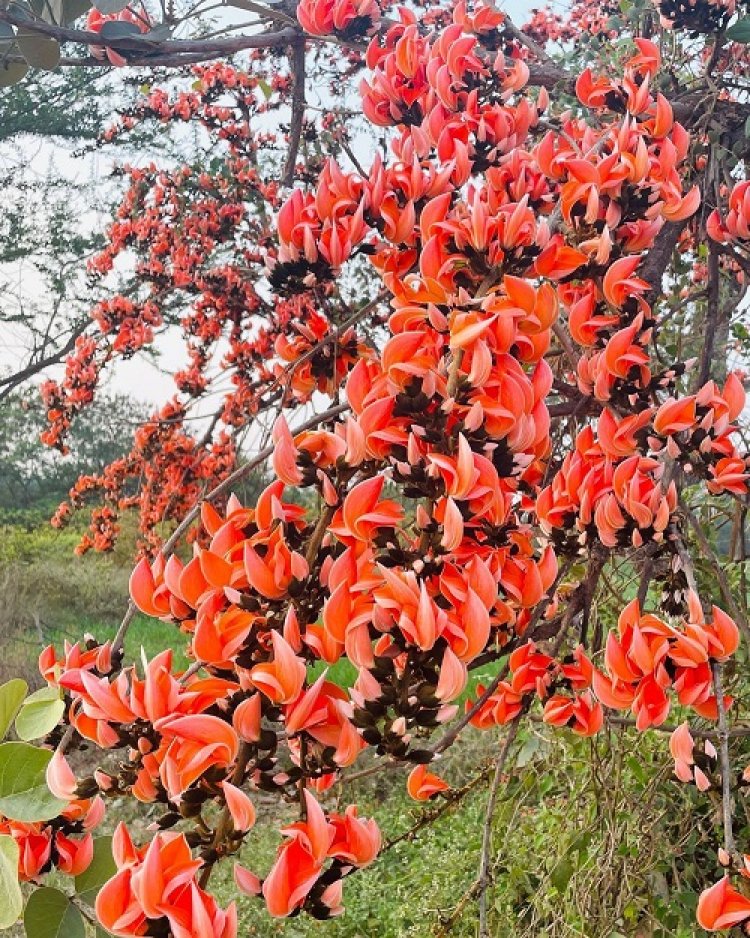 पलाश फूल से बढ़ती आजीविका और समृद्धि