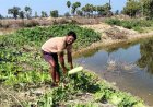 डबरी से समृद्धि : मत्स्य पालन और सब्जी उत्पादन से आत्मनिर्भर बने किसान वासम अब्बैया