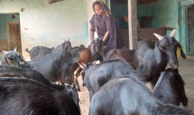 बिहान ने बदली मीरा सिंह की तकदीर, बकरी पालन से बनीं आत्मनिर्भरता की नई मिसाल