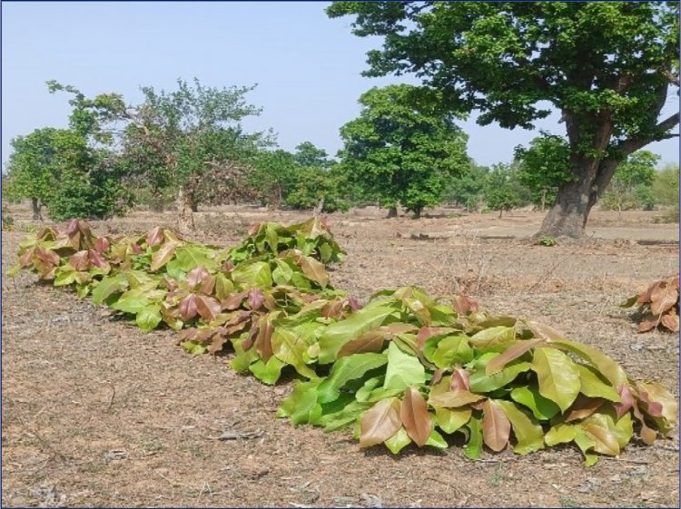 हरा सोना बना ग्रामीण परिवारों की आर्थिक ताकत