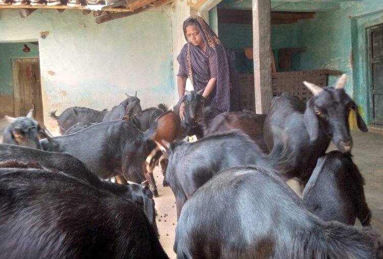 बिहान ने बदली मीरा सिंह की तकदीर, बकरी पालन से बनीं आत्मनिर्भरता की नई मिसाल