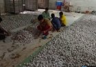 वनांचल में रेशम की चमक, नारायणपुर में टसर योजना से संवर रही ग्रामीणों की तकदीर…..