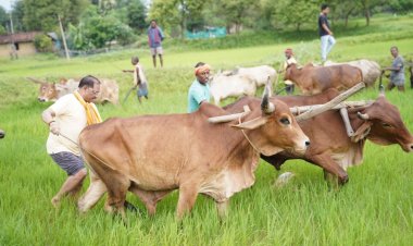 अपनी माटी और खेती-किसानी से मुख्यमंत्री  विष्णु देव साय का आत्मीय जुड़ाव