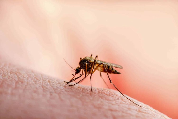 जहां मलेरिया था बड़ी चुनौती, वहां बदली तस्वीर, 10 साल में 83% घटे मामले, अब गांवों में बदल रही लोगों की आदत