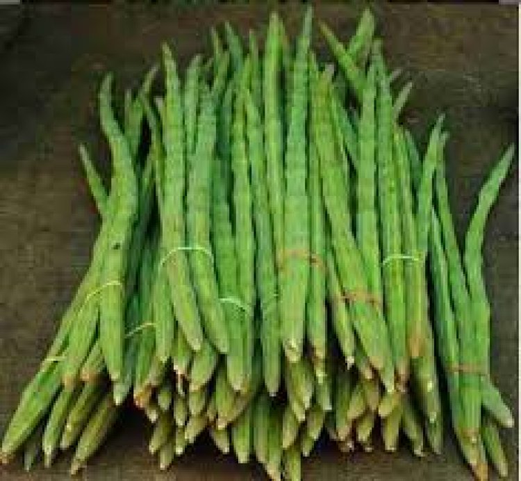 हर घर मुनगा, घर-घर मुनगा’
