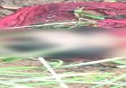 CG : दो दिन से लापता शख्स का खेत में मिला कटा हुआ सिर, इलाके में मचा हड़कंप