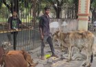 रायपुर कलेक्ट्रेट में अनोखा विरोध: मवेशी लेकर पहुंचा किसान, जमीन के उचित मुआवजे की लगाई गुहार