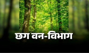 CG : वन विभाग में बड़ी फेरबदल, 102 वनक्षेत्रपालों के तबादले, देखें पूरी लिस्ट