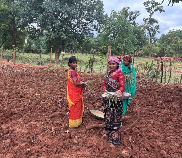 लेमन ग्रास की खुशबू से महक रही आत्मनिर्भरता, जीपीएम की महिलाएं बढ़ रहीं ‘लखपति दीदी’ बनने की राह पर